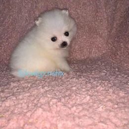 Pomeranian Puppies from Lovely Poms - Houston Pomeranians