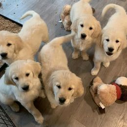Golden Retrievers from Halcyon Kennels