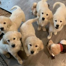 Golden Retrievers from Halcyon Kennels