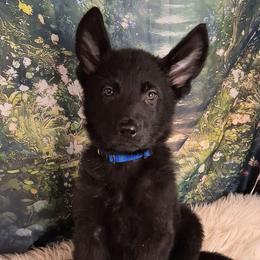 Blue - Black male German Shepherd puppy in Holden, Missouri from Shiloh's Shepherds & Ridgebacks