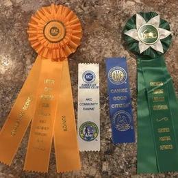 Labrador Retriever All Grown Up from Rocky Mountain Dogs - Utah