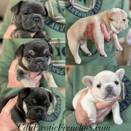 French Bulldog Puppies from Coeur d’Alene Exotic Frenchies