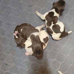 Boy 2 - Liver roan male German Shorthaired Pointer puppy in Henderson, Texas from C4 Gun Dogs