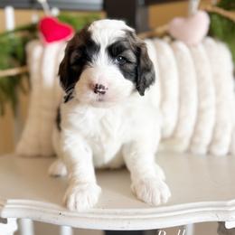 Rolly - Black and white male Sheepadoodle puppy in Danville, Indiana from Marley’s Doodle Ranch