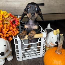 Blossom - Black and tan female Dachshund puppy in Los Angeles, California from Mini Doxies R Us