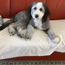 Sheepadoodle All Grown Up from Clevenger’s Sheepadoodle Fur Baby Farm