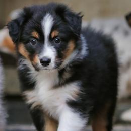 Boy 3 - male Australian Shepherd puppy in Chico, California from Brody Aussies