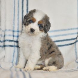 Trinity - Blue merle female Aussiedoodle puppy in Delta, Colorado from PTK Ranch