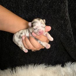 Greg House - Blue merle male Pomeranian puppy in Smithville, Texas from Lafary Poms