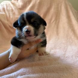 Baby girl pink - Black and tan female Pembroke Welsh Corgi puppy in Saint Johns, Florida from Colebrooke Farm