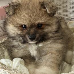Pretty boy - Wolf sable male Pomeranian puppy in Skipperville, Alabama from Nay Nay’s Babies
