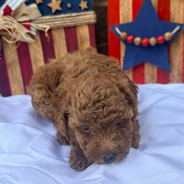 Blue Collar Boy - Red  male Poodle puppy in Gainesville, Missouri from Merrell Pups