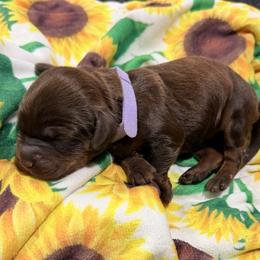 Labradoodle puppies from Shelly Lynn