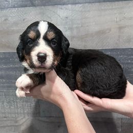 Blue Collar Male - Black rust and white male Bernese Mountain Dog puppy in Collinsville, Texas from Berner Dynasty