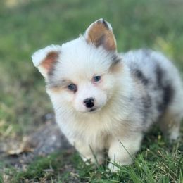 Buck (fluffy) - Blue merle and white male American Corgi puppy in East Oakdale, California from Rhettro Kennels