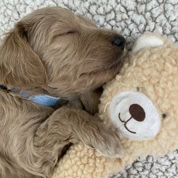 Goldendoodles from The Doodle Den