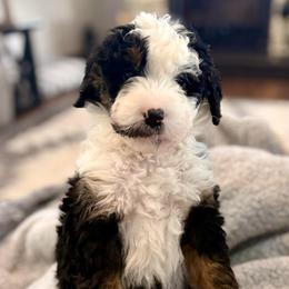 Yellow collar girl - Tri-color female Bernedoodle puppy in Lake, Michigan from 3 King Doodles & Poodles