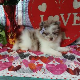 Rapunzel - Chocolate merle female Pomeranian puppy in Ada, Oklahoma from Once Upon A Puff