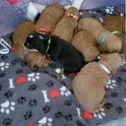 Bernedoodle and Goldendoodle Puppies from Happy Valley Doodles
