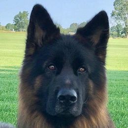 German Shepherd All Grown Up from Vom Kiramar German Shepherds