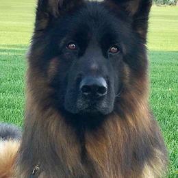 German Shepherd All Grown Up from Vom Kiramar German Shepherds