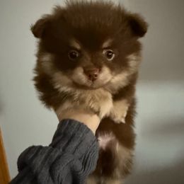 Twixx - Chocolate and tan male Pomeranian puppy in Minooka, Illinois from Sheree’s Pomeranians