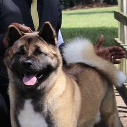 Kazia  - Akita