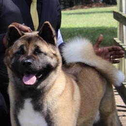 Kazia  - Akita