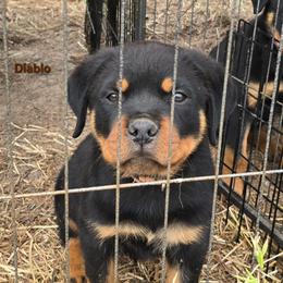 Diablo - Black and mahogany male Rottweiler puppy in Tangent, Oregon from Raya's Royals