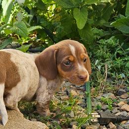 Tiny teddy - Chocolate and tan male Dachshund puppy in Sacramento, California from Family and Farm Friendly Dachshund