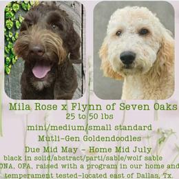 Goldendoodle puppies from 07 Seven Oaks Goldens and Doodles