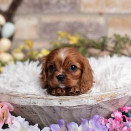 Tiny Ruby Female - Ruby female Cavalier King Charles Spaniel puppy in Grand Prairie, Texas from Westchester Cavaliers