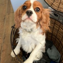 Cavalier King Charles Spaniels from Stoney Creek Ranch