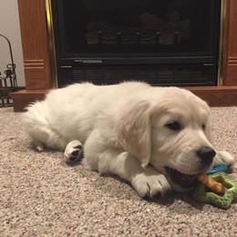 Golden Retriever Puppies from Fiddle In Gold Retrievers