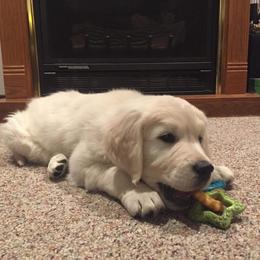 Golden Retriever Puppies from Fiddle In Gold Retrievers