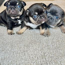 French Bulldog puppies from Mt Shasta Frenchies