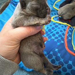 Boy 1 - Blue male French Bulldog puppy in Pennsylvania from R & C French Bulldogs