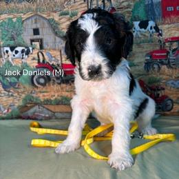 Jack Daniels (JD) - Parti male Goldendoodle puppy in Water Valley, Mississippi from Olympian Doodles