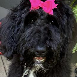 TRAINED FULLY VACCINATED Phylis - Goldendoodle puppy in Petoskey, Michigan from Petoskey Goldendoodles