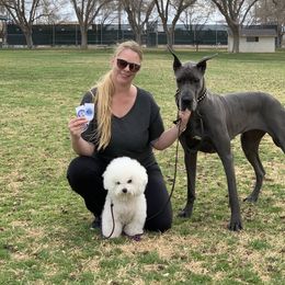 Bichon Frises and Great Danes from Calvada Danes and Bichons
