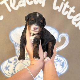 Channel - Tri-color female Bernedoodle puppy in Bountiful, Utah from EasyBreezyDoodles