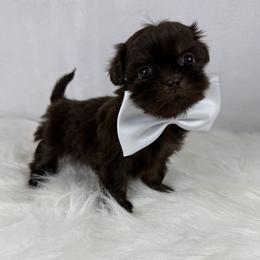 Heath - Chocolate male Shih Tzu puppy in Columbia, Kentucky from Lisa Bandy Luxe Shih Tzu