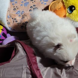 Gavyn - Pomeranian puppy from Pepplers Poms