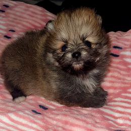 Barbie - Orange sable female Pomeranian puppy in Miami, Florida from Couture Pomeranians