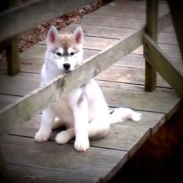 Shiba Inu and Siberian Husky Puppies from Mirage Siberians