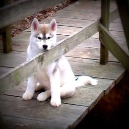 Shiba Inu and Siberian Husky Puppies from Mirage Siberians