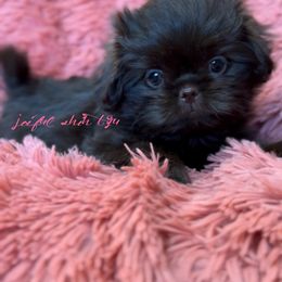 Shih Tzu Puppies from Joiful Shih Tzu