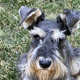 Durango - Black and silver Miniature Schnauzer puppy in Summit County, Utah from Del Sol Miniature Schnauzers