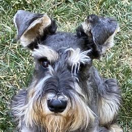 Durango - Black and silver Miniature Schnauzer puppy in Summit County, Utah from Del Sol Miniature Schnauzers