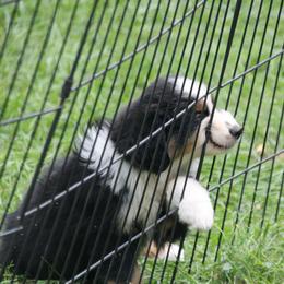 Border Collie, English Setter, and Miniature American Shepherd Puppies from First Harmony Farms